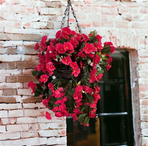 Hanging basket with Trailing Nasturtium Fuchsia/Dark Pink SELF ASSEMBLY ...