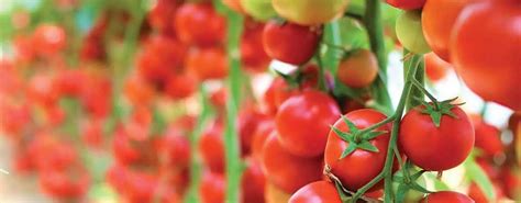 Agriculture Seeds 的图像结果