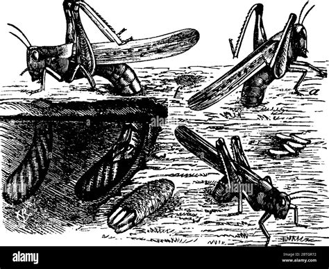 Lying on soil Stock Vector Images - Alamy