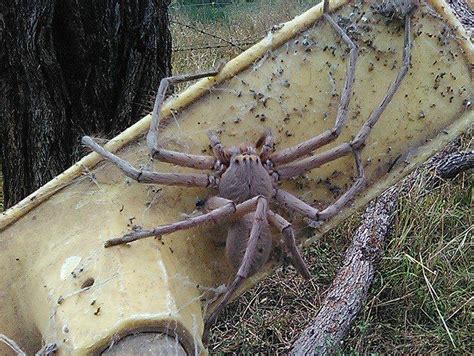 Giant huntsman spider captured on camera in Australia | The Independent ...