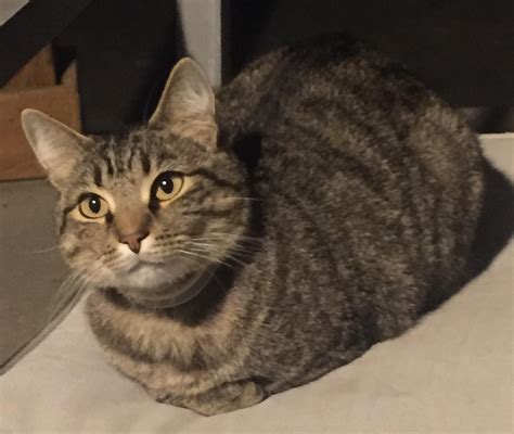 The Ultimate Guide to Tabi Cats: Everything You Need to Know About These Fascinating Felines