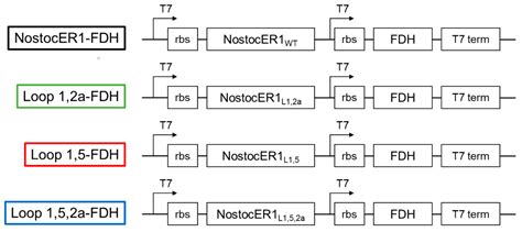 Asymmetric Whole-Cell Bio-Reductions of (R)-Carvone Using Optimized Ene ...