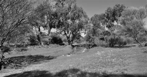 Image result for Olive Python Pillberra