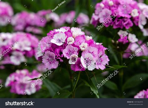 2,762 Sweet williams dianthus barbatus Images, Stock Photos & Vectors ...