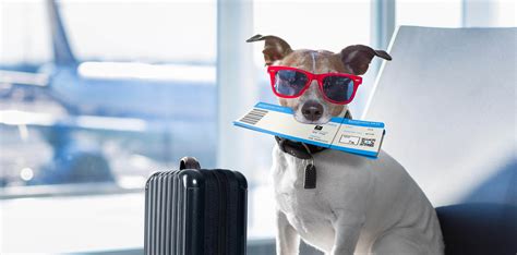 Pet Travel Certificates Near Me 91607 - Best Friends Animal Hospital