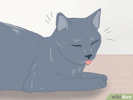 Image result for How to Help a Panting Cat