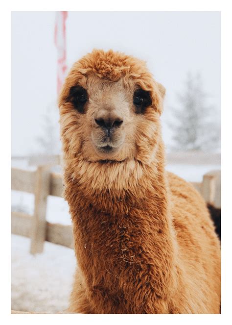 Villa Mesa Care Center