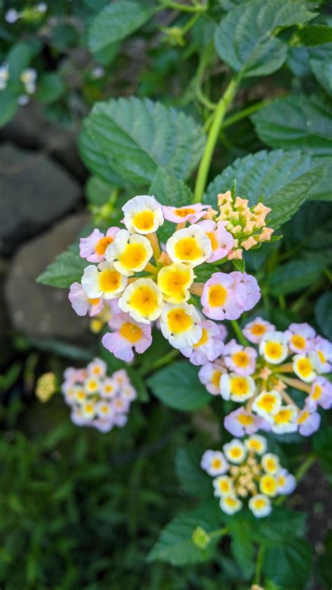 lantana camara lantana común es una especie de planta con flores de la familia de las verbenas ...