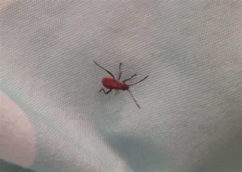 What's this cute little red bug doing here ??? : r/whatsthisbug
