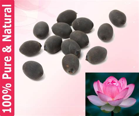Dirghaanshi Lotus Seeds, Kamal Gatta, Kamal Bheej, Symbol of Goddess ...