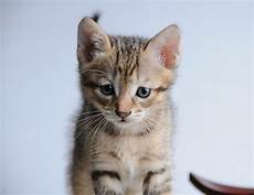 katze durchfall und erbrechen pl 246 tzlicher durchfall bei katzen ursachen und ma 223 nahmen katze durchfall und erbrechen pl 246 tzlicher durchfall bei katzen ursachen und ma 223 nahmen