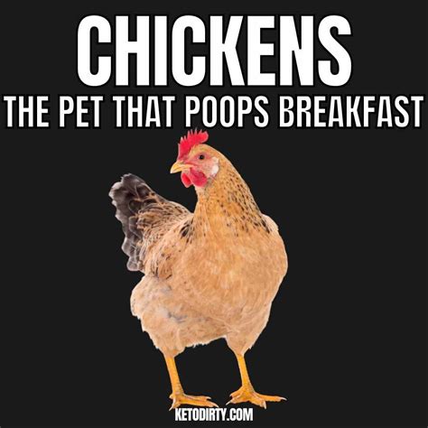 Funny Chicken Memes