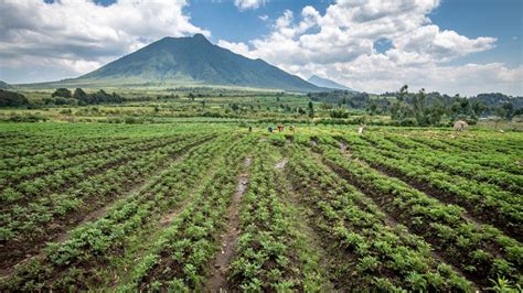 Agriculture in Africa 的图像结果