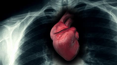 Human Heart Wallpapers - Top Free Human Heart Backgrounds - WallpaperAccess - Anatomy Human Heart Wallpaper