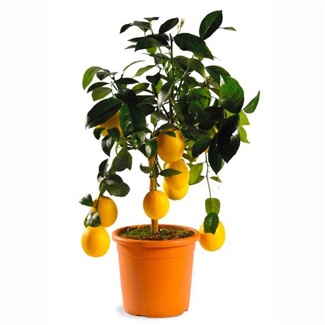 2 Piante Di Clementino In Vaso 18 Cm - Albero Di Mandarino Clementine, Altezza 120 Cm, Agrumi Di Sicilia