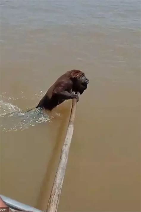 Brazil Fishermen Save Exhausted Monkey From Drowning