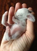 Image result for baby rabbits sleeping