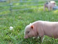 Image result for Cute Smiling Baby Pig