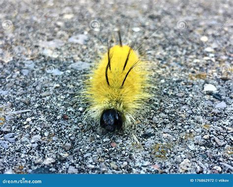 Yellow American Dagger Moth Caterpillar Stock Photo | CartoonDealer.com ...