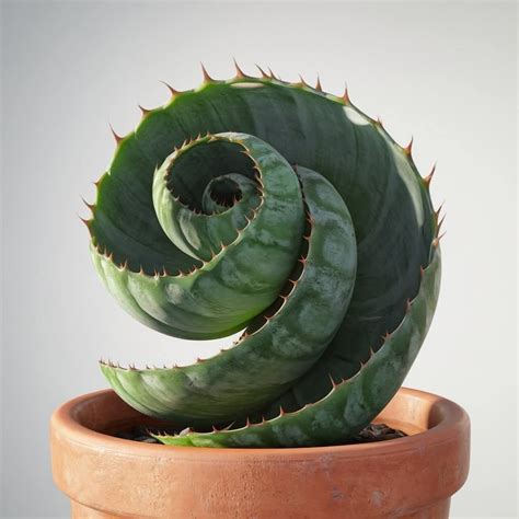 Pin by VERONICA on Cactus,suculentas crasas y plantas que me encantan ...