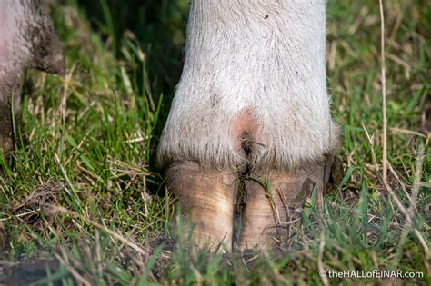Do Cows Have Cloven Hooves