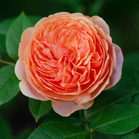 Types of Edible Roses and How to Use Them • Schisandra & Bergamot