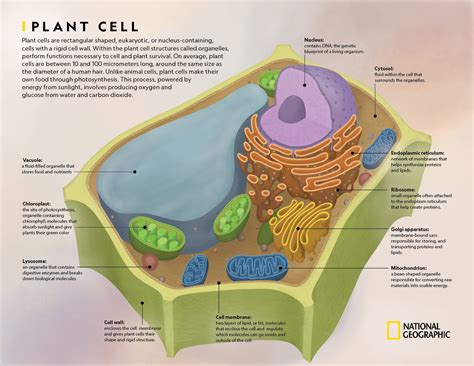 Plant Cell Coloring Sheet Biology Corner [2025]
