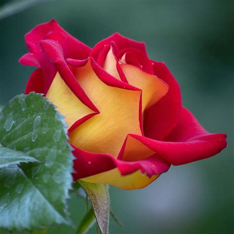 'Ketchup and Mustard' Floribunda Rose – Vandermeer Nursery Ltd