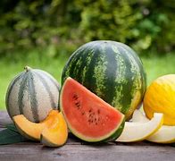 Image result for melon