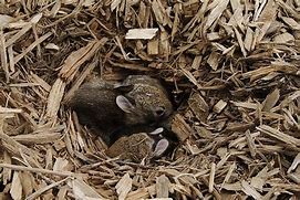 Image result for Wild Baby Bunnies in Western NC