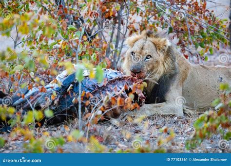 Lion Eating image stock. Image du gibier, jaune, savane - 77103361