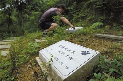 重庆宠物公墓5年3999元 老板称多部门默许申办-搜狐新闻