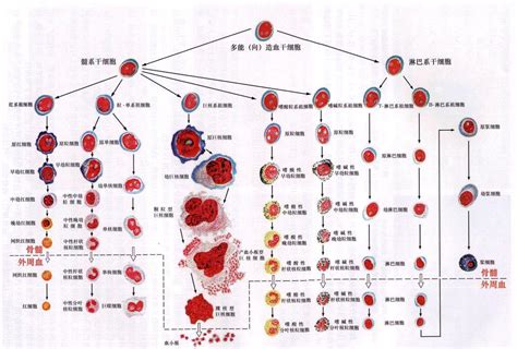 四大血型的特征 各种血型的性格特点 - 第一星座网