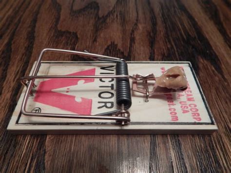 Image result for How to Set Mouse Guard Mouse Trap
