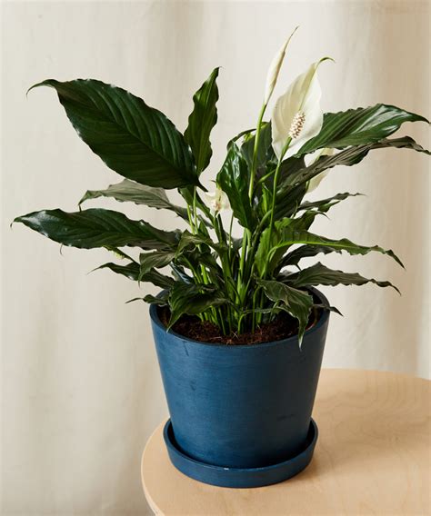 Buy Potted Peace Lily Indoor Plant | Bloomscape