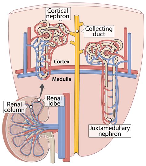 Renal Medulla Nephron