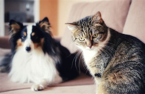 Are Cats And Dogs Omnivores