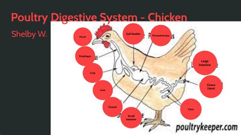 Image result for Chicken Digestive System