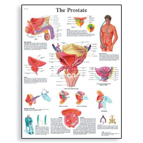 Prostate Gland