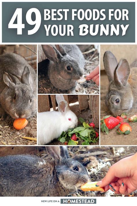 What Do Rabbits Eat For Protein at Caitlyn Lavater blog