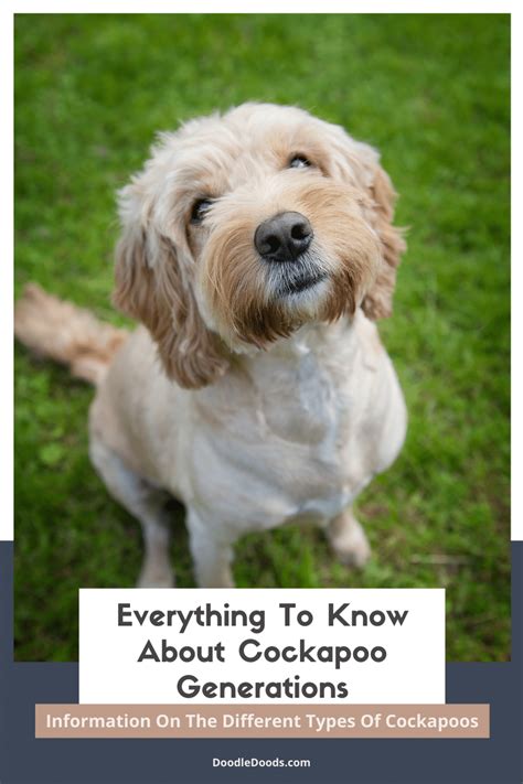 Image result for Cockapoo Dog Names