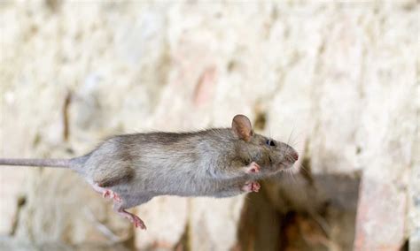 Image result for Mouse Facts