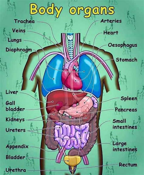What Are the Organ Systems of the Human Body? ... | Human body vocabulary, Human body organs ...