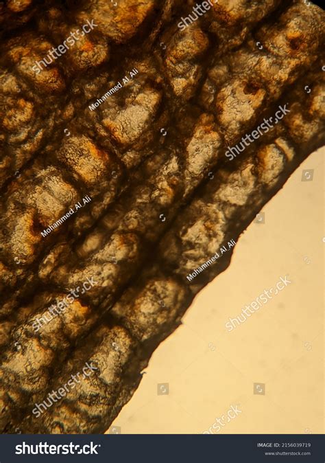 Image result for Microscope Toes