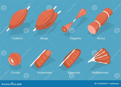 Image result for Skeletal Muscle Fiber Types