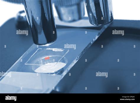 Image result for Tissue Sample Drawing Under Microscope