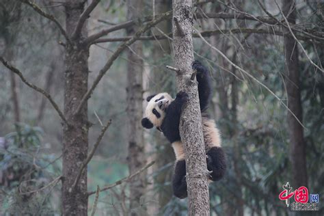 三只大熊猫幼崽正式参与今年的野化培训[组图]_图片中国_中国网