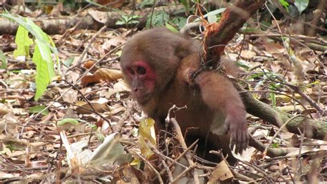 Animal Traps And Snares