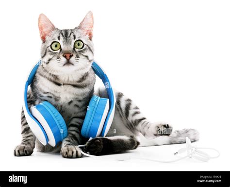 Beautiful cat with headphones isolated on white Stock Photo - Alamy
