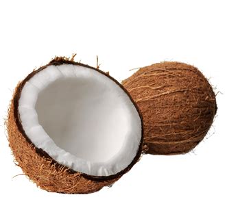 Coconut Hybridization Program 的图像结果